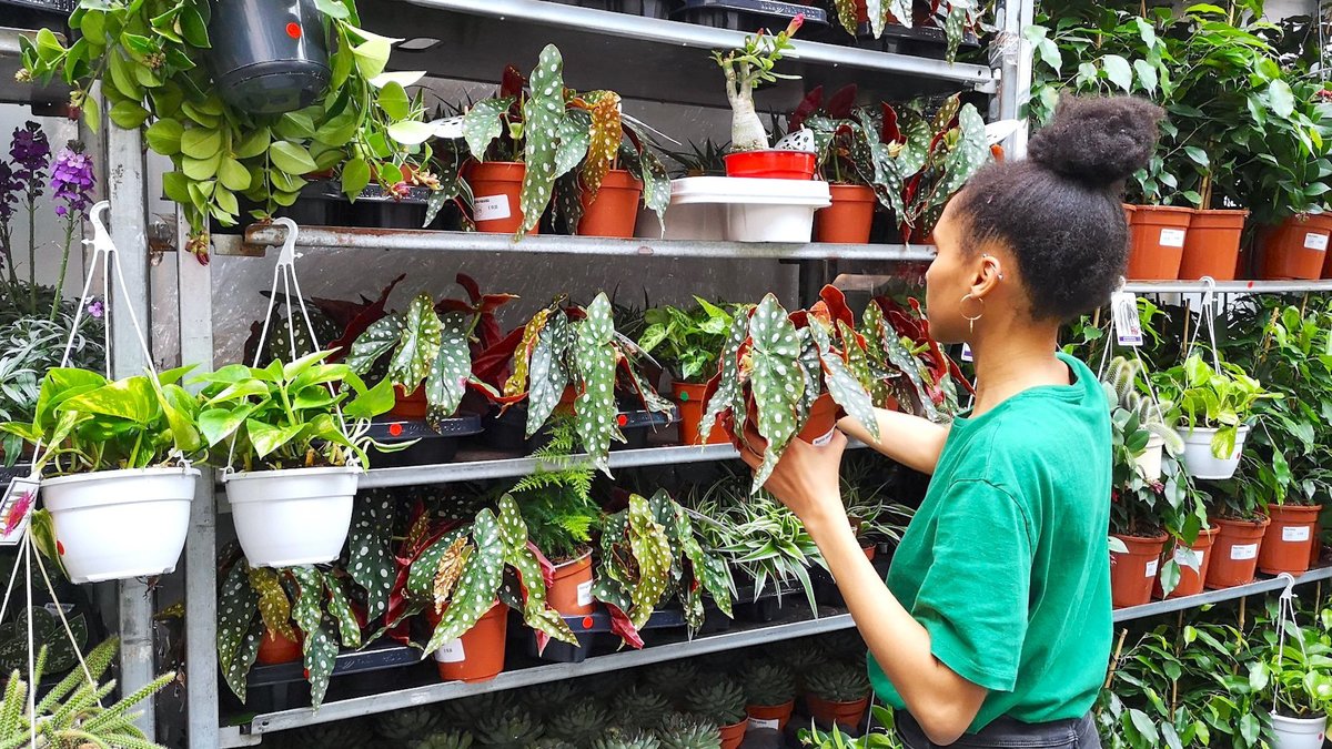 Une Grande Vente De Plantes Tout Le Week End Lyon Le Bonbon