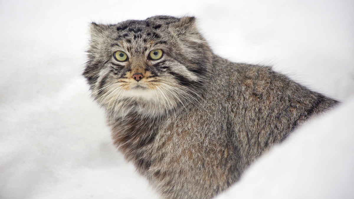 Une Esp Ce De Chat Sauvage D Couverte Sur Le Mont Everest