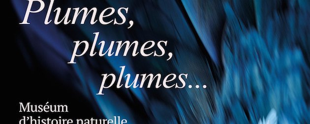 Plumes Plumes Plumes Aix