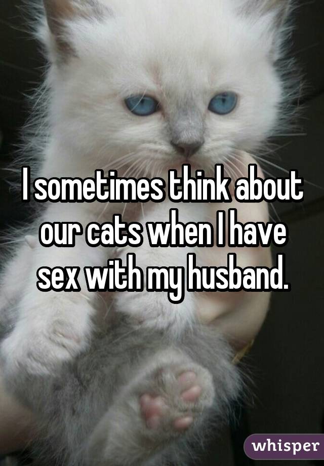 Je pense parfois à nos chats