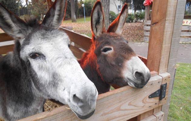 marché de noel croix rousse lyon