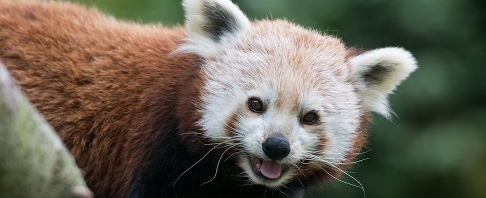 Le mignon panda  roux  du zoo de Lille est d c d  