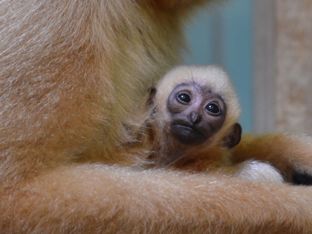 gibbon-singe-lyon-naissance-birth-cute