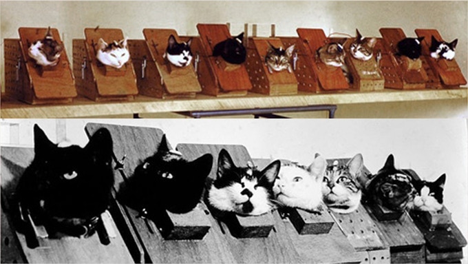 chat-félicette-espace)