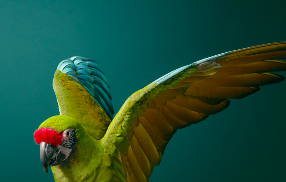 perroquet-image