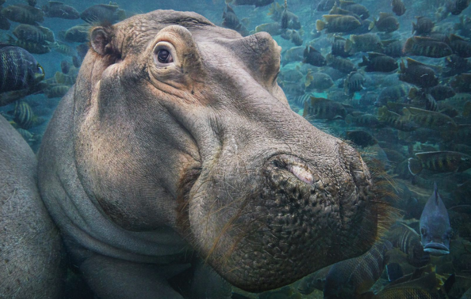 hippopotame-photo