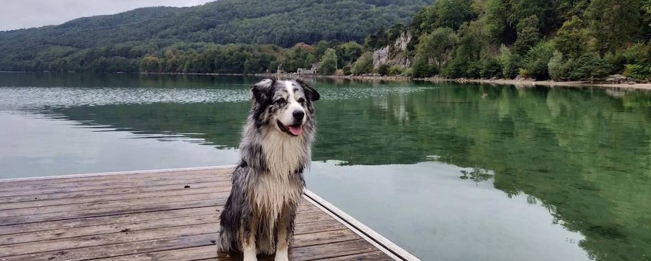 Où trouver un refuge pour animaux à Paris et alentours