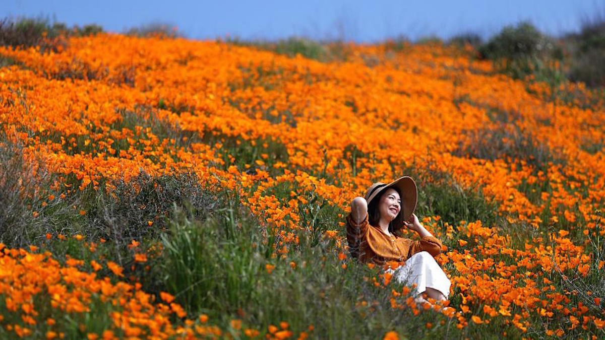Des Instagrameurs Detruisent Un Magnifique Champ De Coquelicots