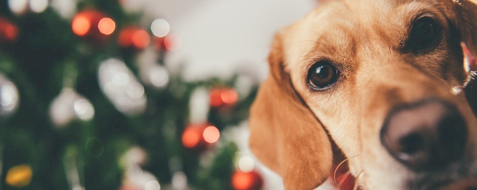 Une grande collecte pour recycler les sapins dans Marseille 1o8r112x29