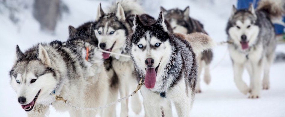 Une balade en chien de traineau dans la forêt de Fontainebleau 1smr5hz9jq