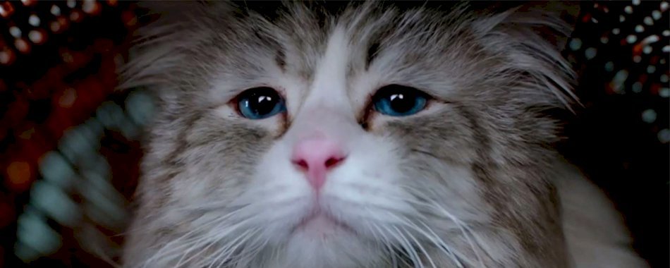 8 aliments interdits à ton chat 21a3s5wnoq