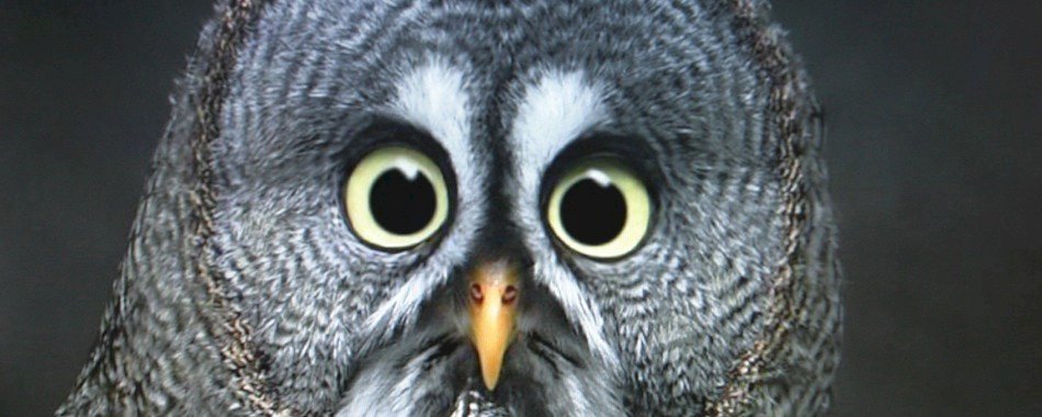 Un petit resto parisien parmi les meilleurs d'Europe 26df6knwyx