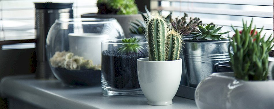 Envie de vivre plus longtemps ? Ayez des plantes chez vous ! 2vy8e4td44