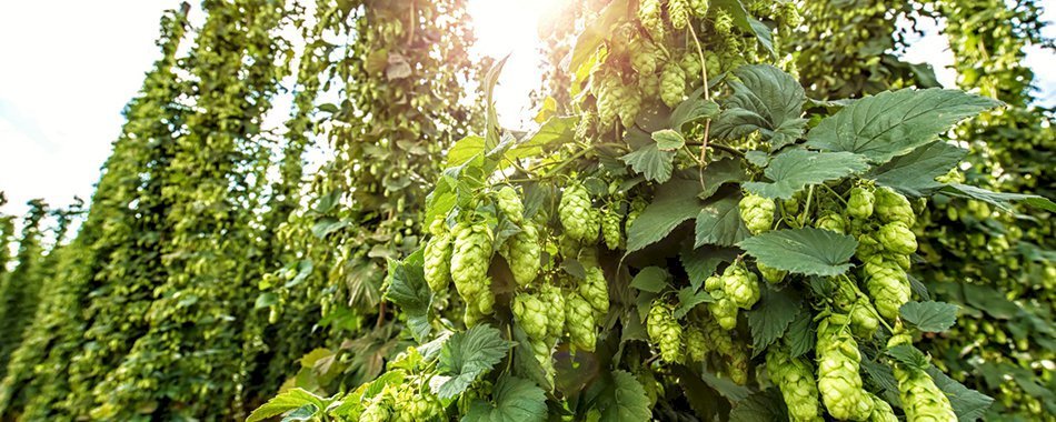 Plantations de houblon : Paris bientôt capitale de la bière ? 3bnrn174ls