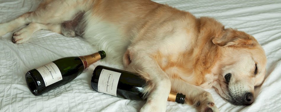 Pourquoi on se réveille tôt après une cuite ? 4bikugxv9r