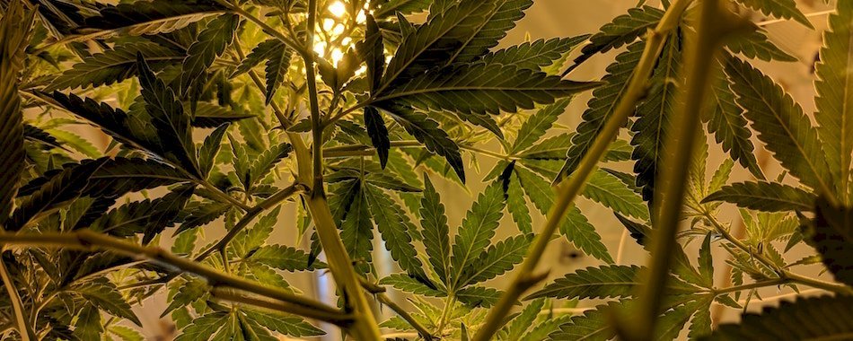 Une boutique de cannabis légal a ouvert ses portes à Strasbourg 4qkvd8pbp5