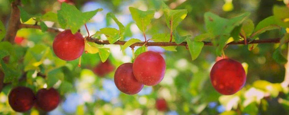 L\'astuce géniale pour faire pousser des fruits sur ton balcon 5bq9exypdk