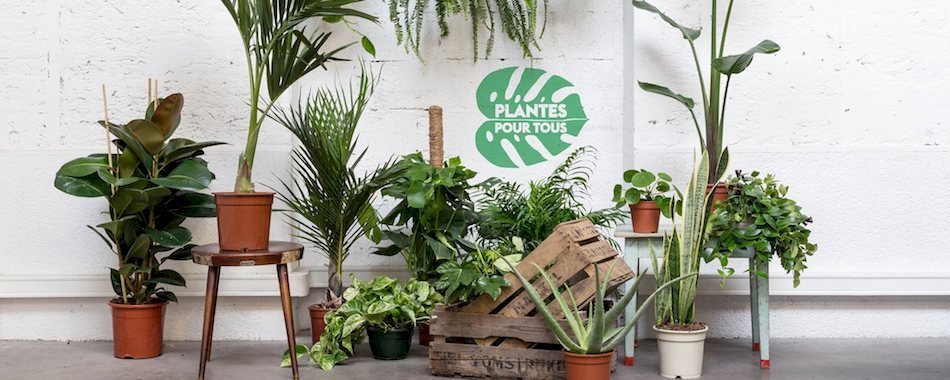 Nouvelle grande vente éphémère de plantes à 2€ à Marseille 66qzquqlen