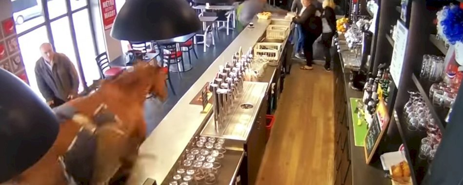 Et soudain un cheval déboule dans un bar PMU de Chantilly 6seqbt9998