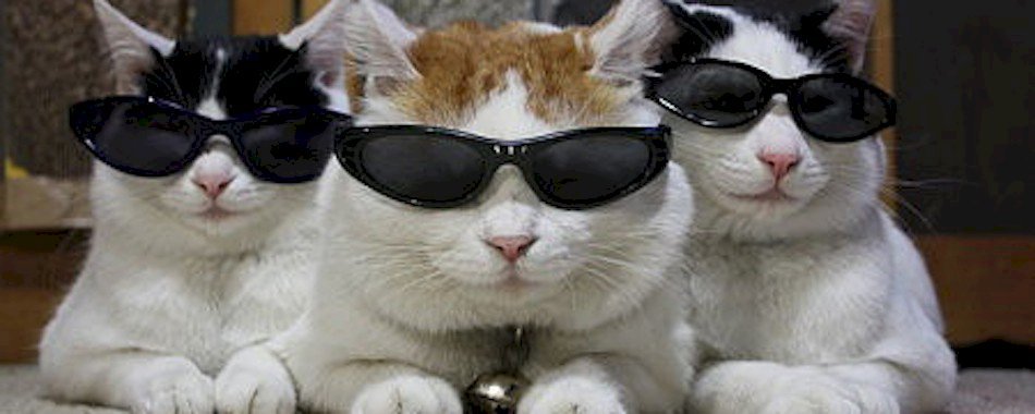 Roomer : l’hôtel idéal pour votre chat cet été 74yx73vhk1