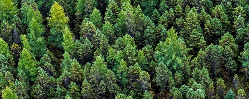 Contre le Black Friday et la consommation de masse, voici le Green Friday 8e25t8f25t