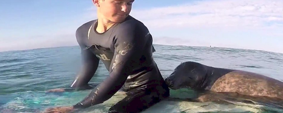 Le phoque You, from Bretagne with love ! 8vp0itmwf9