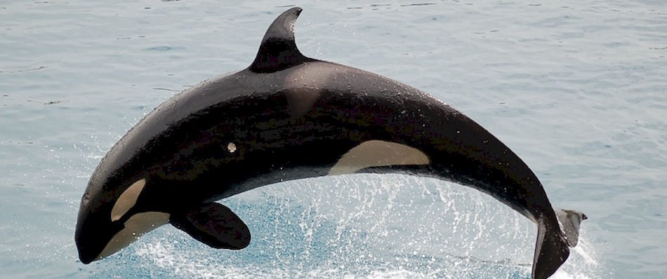 Ils nagent avec des orques au large du Cap Ferret ! 8xarp2m9vk