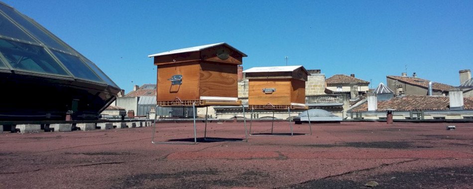 Déjà 12 kilos de miel produits par les abeilles qui butinent le toit de l\'Opéra a89o1pjktt