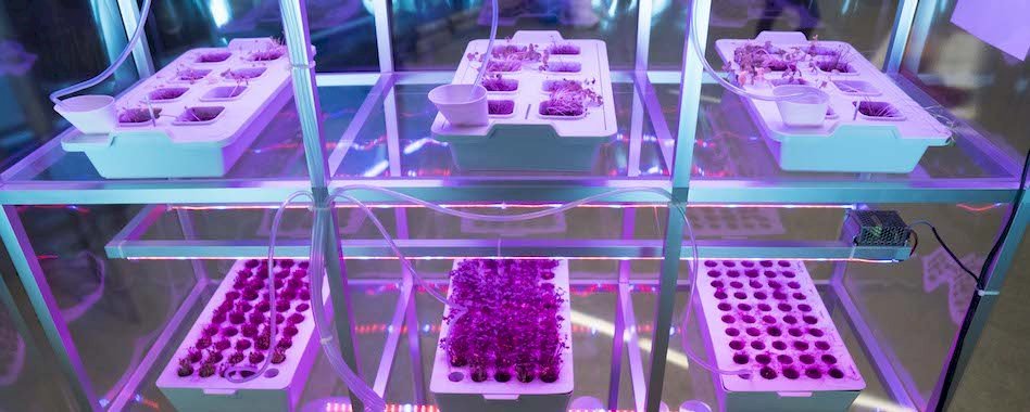 Il fait pousser des salades avec ses cheveux et son urine be8z8reghe