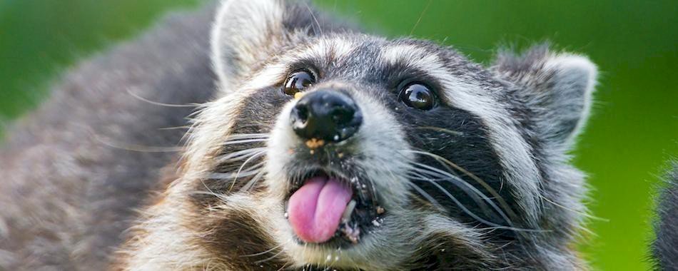 Les aventures de Pumkin the Raccoon bmu71i2pfh