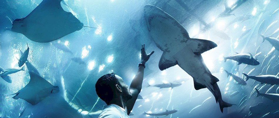 Un aquarium géant arrive à Bordeaux ! ckctupexnw