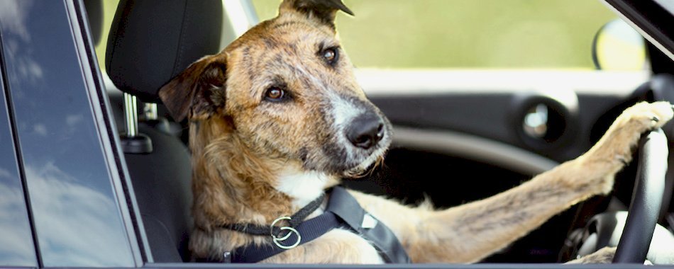 Le prix des autoroutes augmentera en 2017 d4tl9a8ahq