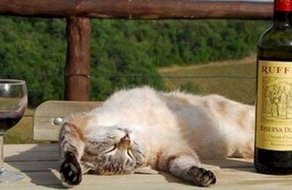 Tendance Wtf Du Vin Pour Chats