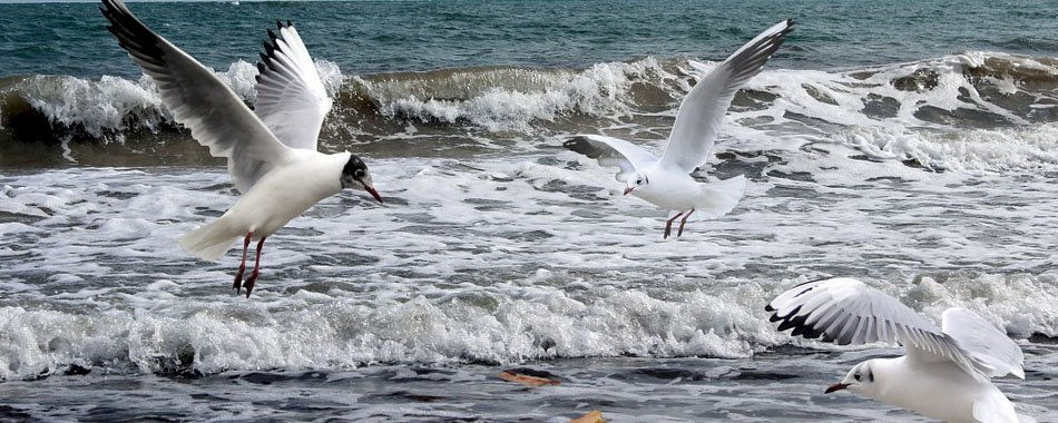 Fête de la Bretagne 2018 : un vent d\'ouest va souffler sur Paris ! fmo3h34ywc