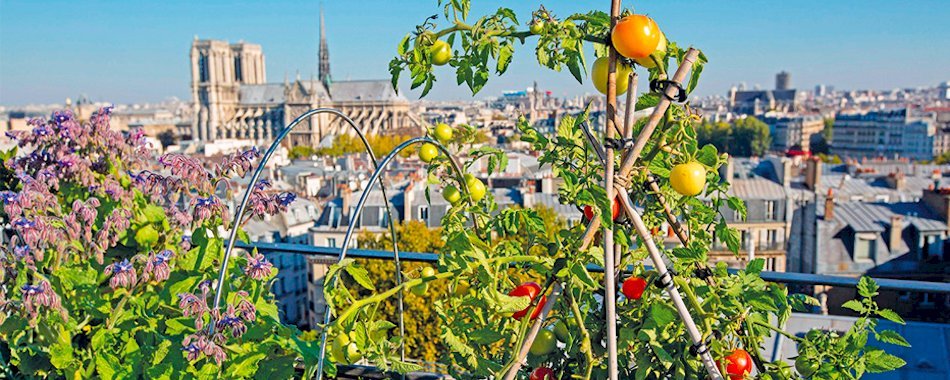 Une ferme de 800 m2 sur le toit du marché de Nogent-sur-Marne gi4xqcd04d