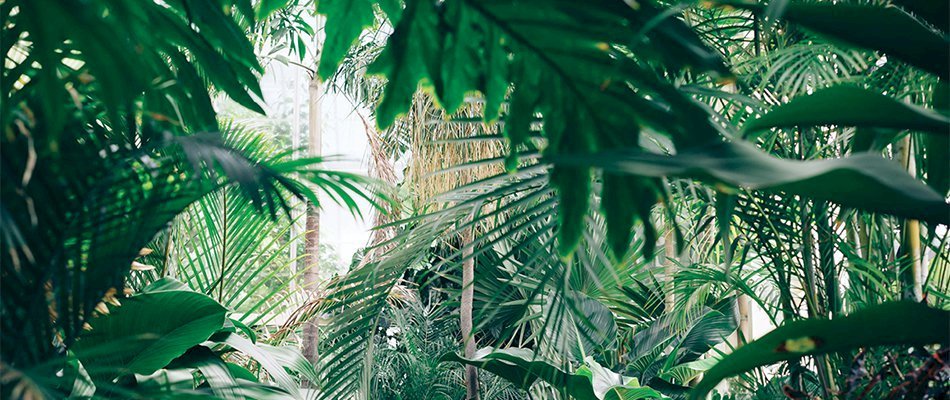 Nouvelle grande vente éphémère de plantes à 2€ à Marseille j2dhoqm1y4