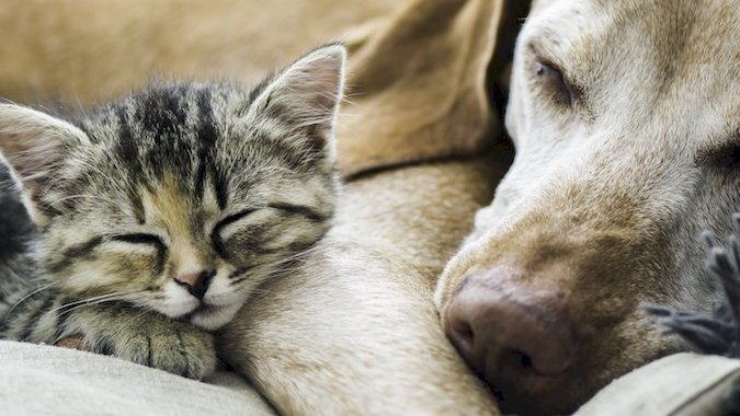 300 animaux à adopter ce weekend pour le Noël des Bêtes