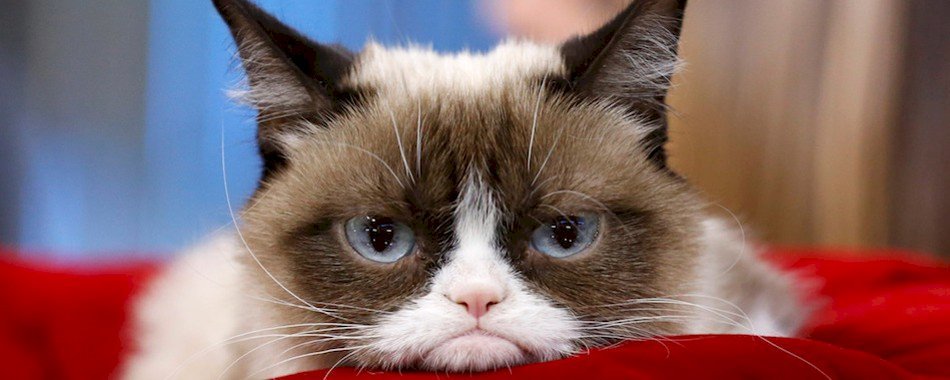 Nouvelle tendance : Se faire masser par un chat jnwbauxhdl