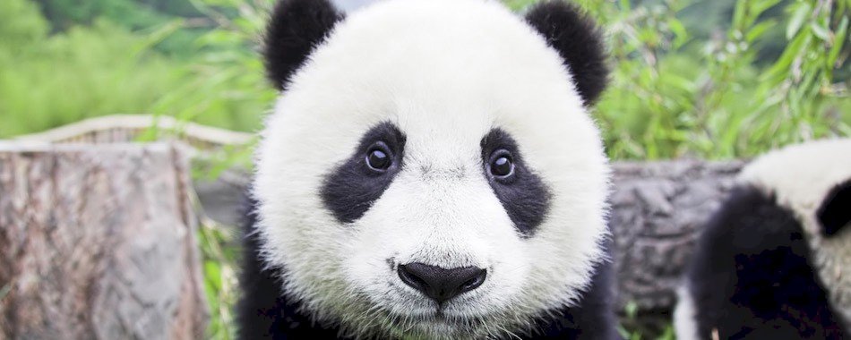 1600 pandas à l'Hôtel de Ville kbiv0qhax1