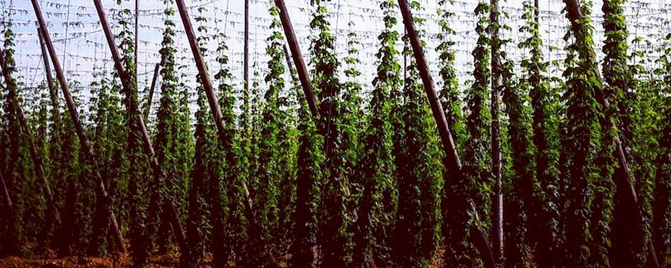 L’arrivée de la bière made in Paris est imminente lbhz8o7ub3