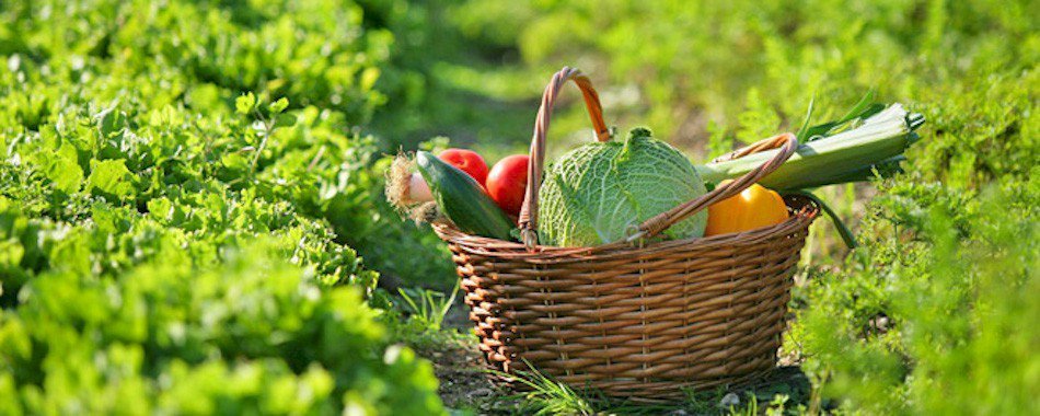 Cueillette à la Ferme, un bon bol d’air frais nmh0fyfueu