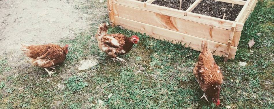 Bientôt un poulailler urbain installé à Paris ? q62xmjqil9