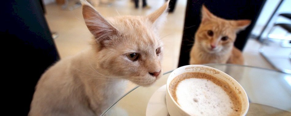 Un café à chats éphémère ouvre à Paris re1nffgl84