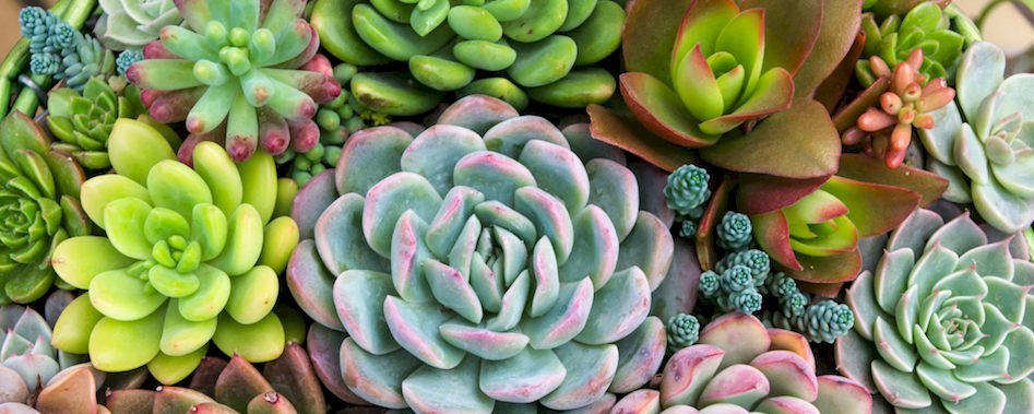 Une grande vente de plantes à 2€ dans le 11e rw03d7r9l6