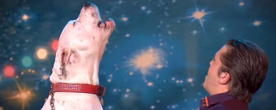 Hit-parade de tes chansons préférées interprétées par des animaux se8owis4d6