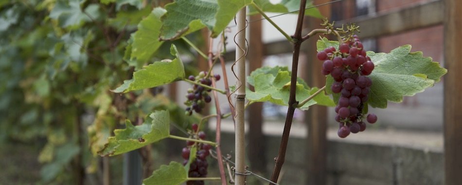 Les vignes les plus secrètes de Paris t0gcjoe3s7
