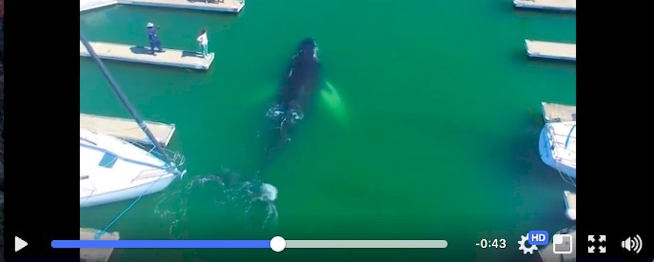 (Vidéo) La baleine égarée dans le Vieux-Port filmée par un drone ! tqtw72b3ro
