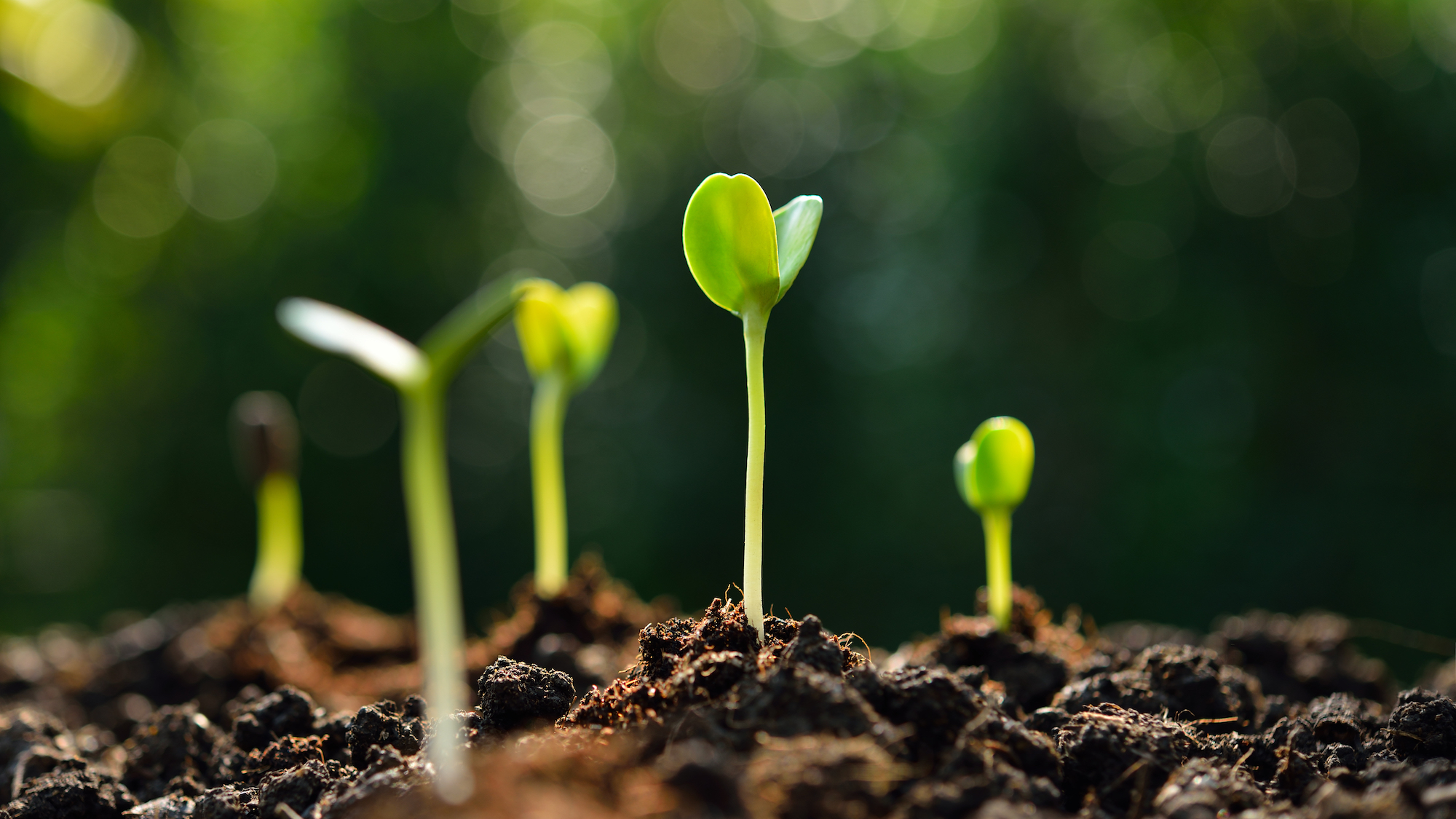 Reçois des bombes de graines gratuitement chez toi eo0mauvhm7