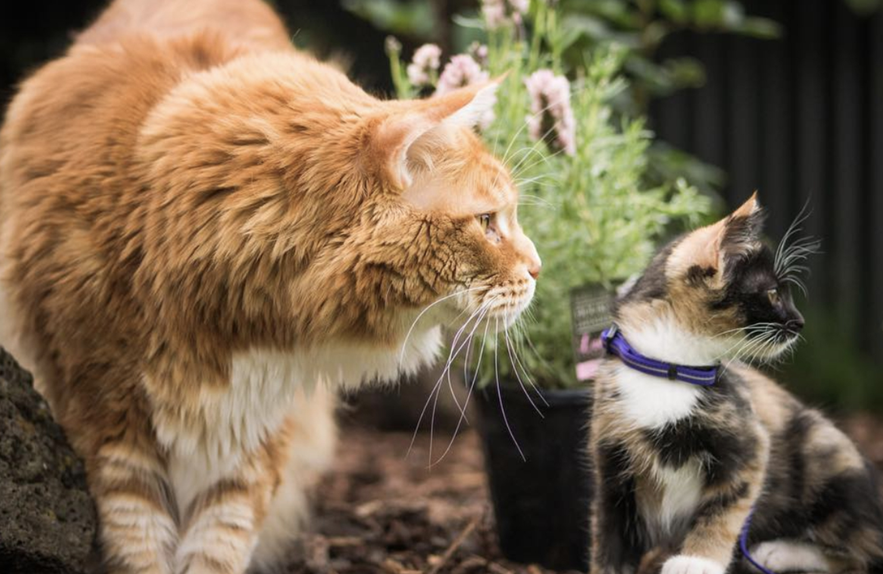 On vous présente le plus gros chat du monde | Le Bonbon