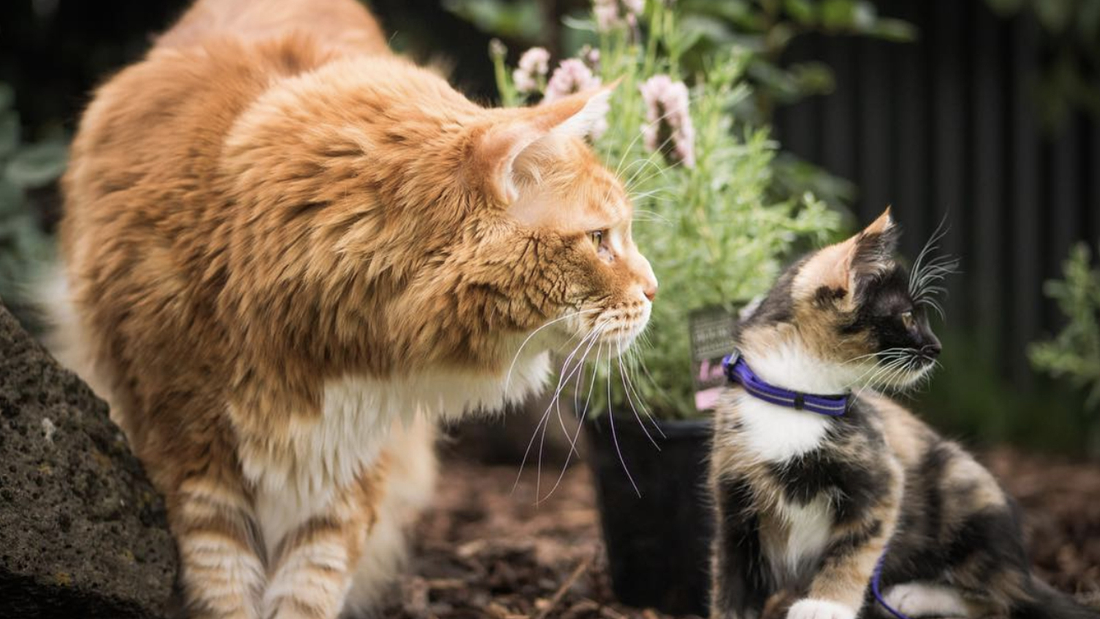 Maine Coon Le plus gros chat du monde Recette 2mamie et papi